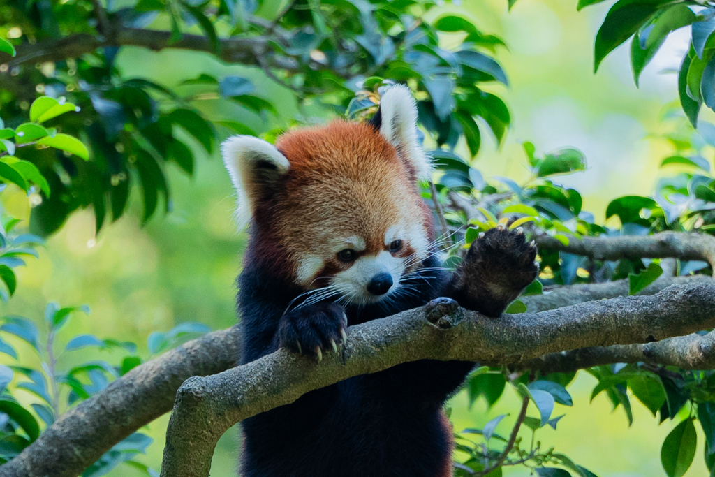 動物園の人気者　その３７