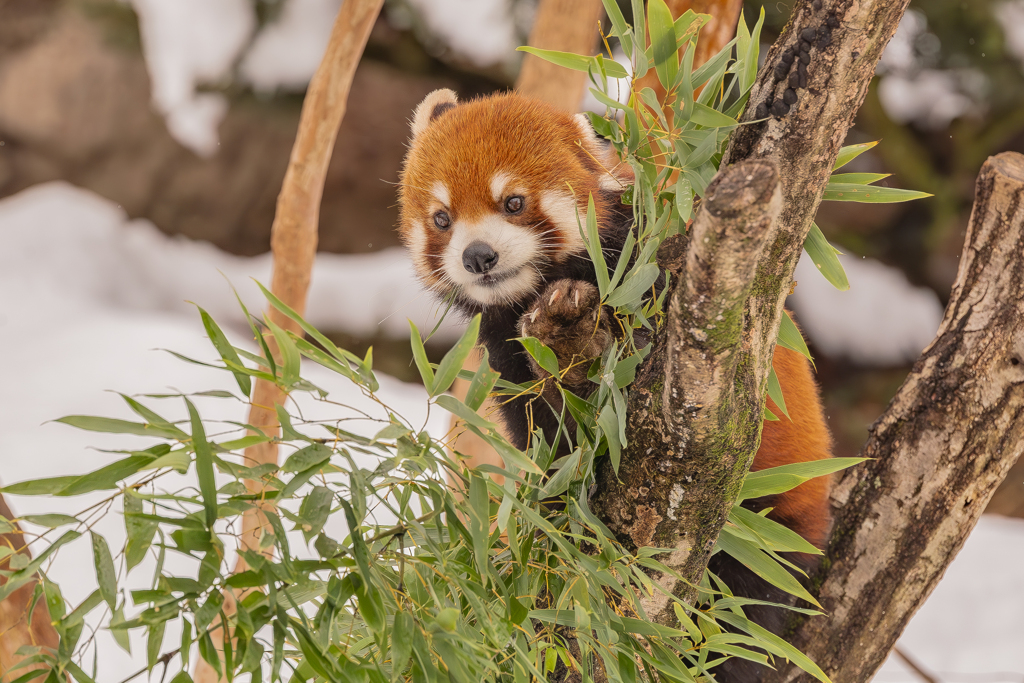 動物園の人気者　９７