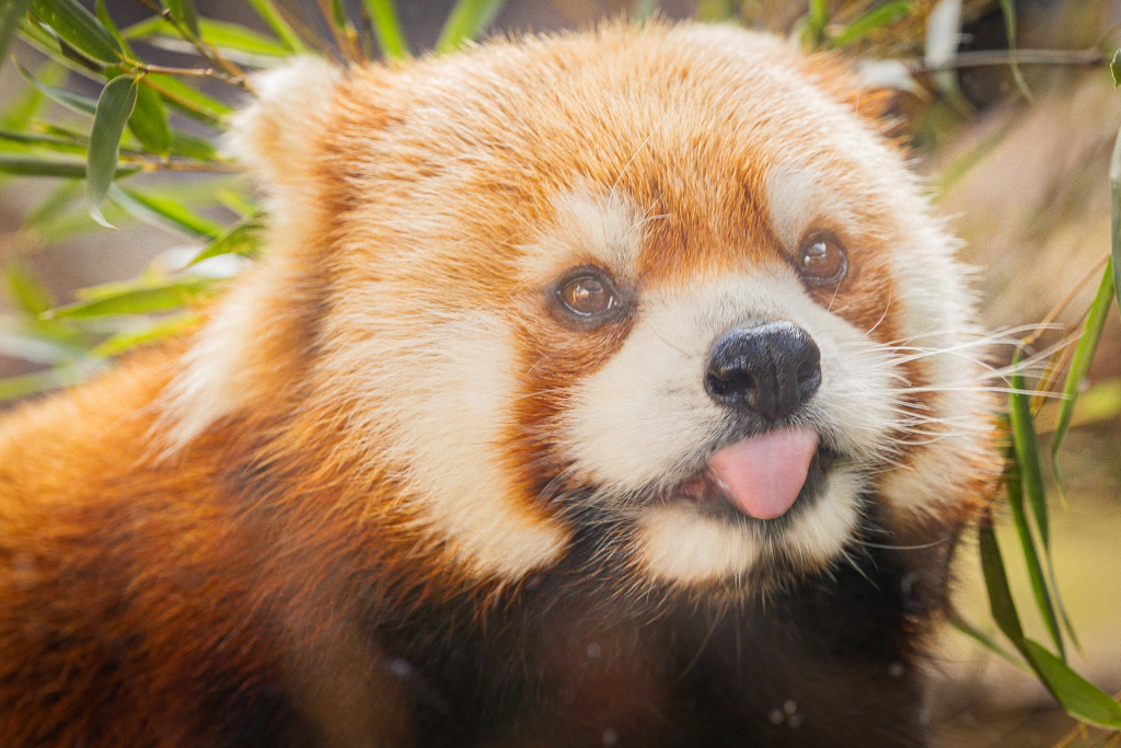 動物園の人気者　８２