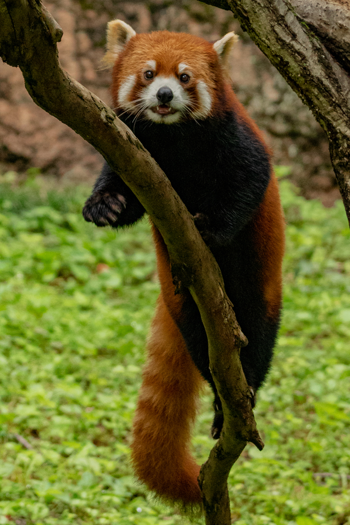 動物園の人気者　その１１