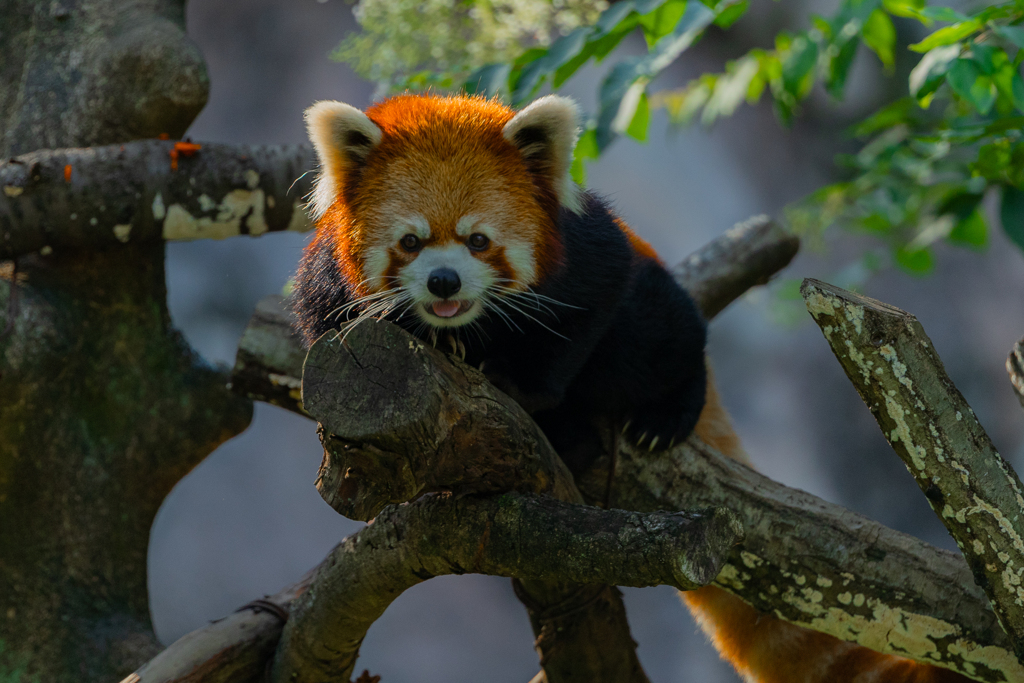 動物園の人気者　その２７