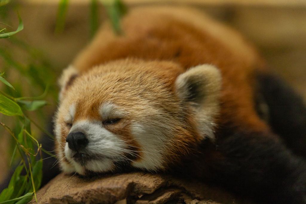動物園の人気物　その４