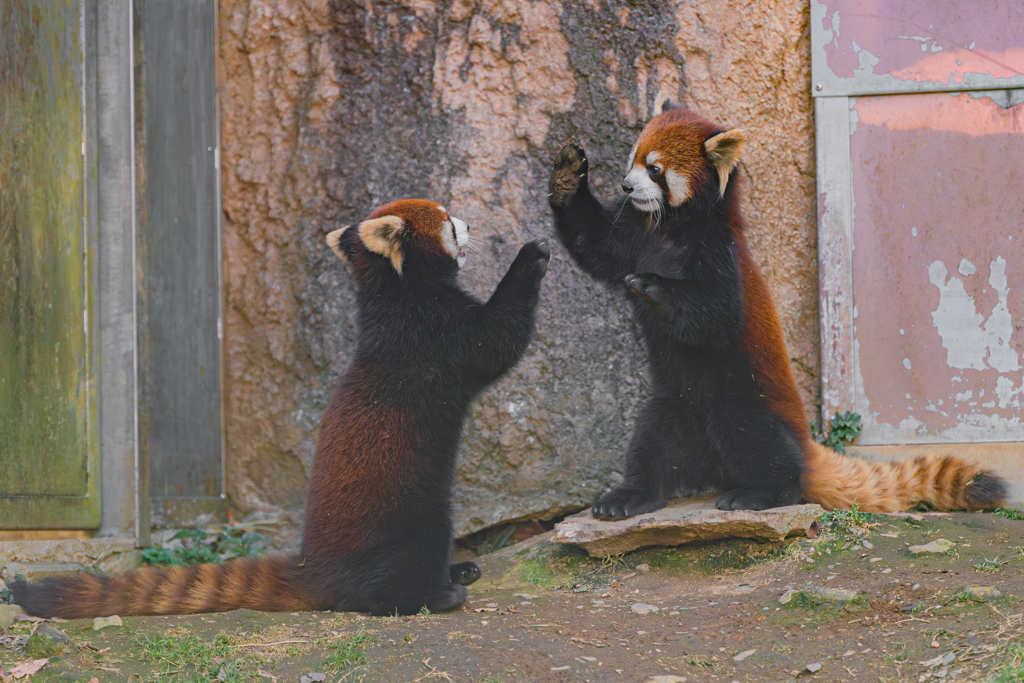 動物園の人気者　８６