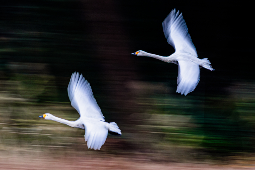 二つの翼、並走の舞