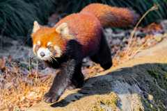 動物園の人気者　５７