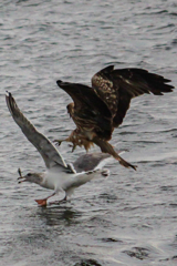 襲われて…エサ落とす
