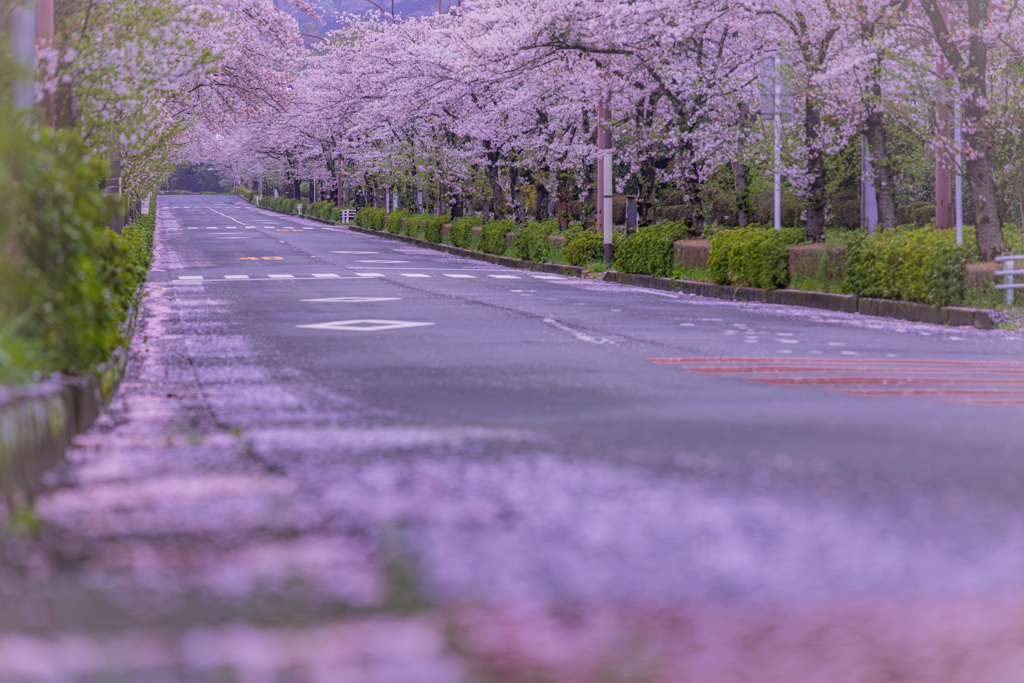 散り桜が作る桜ロード