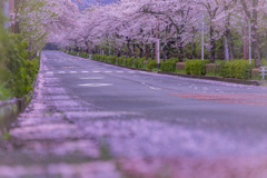散り桜が作る桜ロード