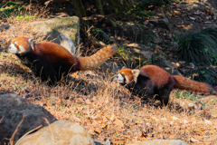 動物園の人気者　５６