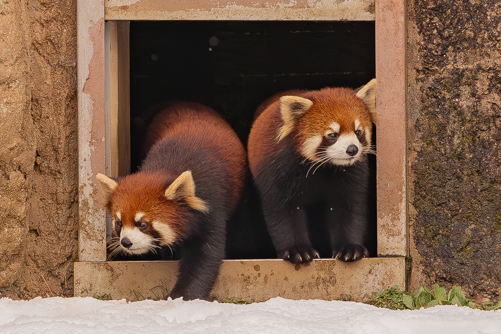 動物園の人気者　１００