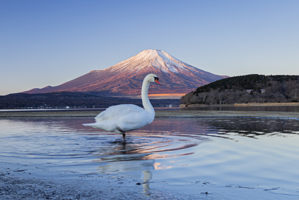 山中湖 朝の日常　