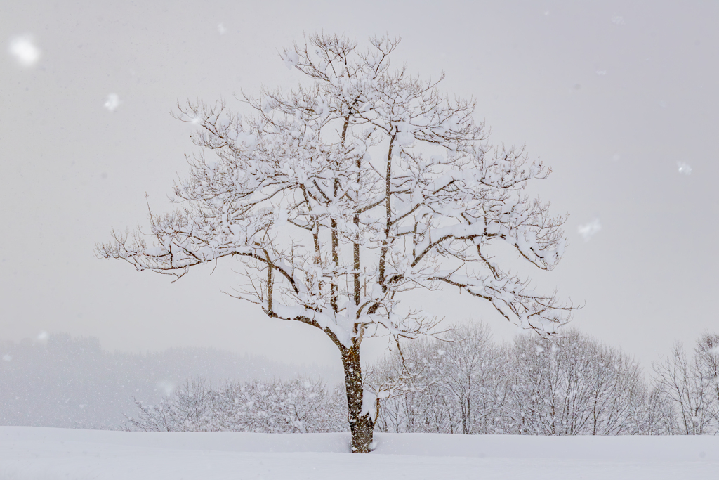 雪の上の木々