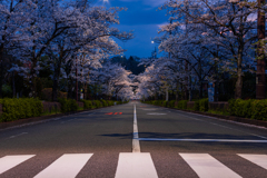 朝桜散歩