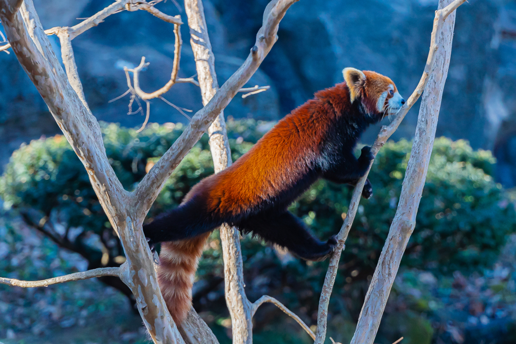 動物園の人気者　その６