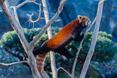 動物園の人気者　その６