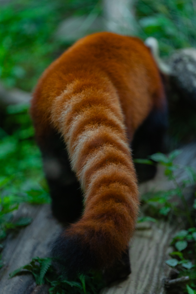 動物園の人気者　その３５