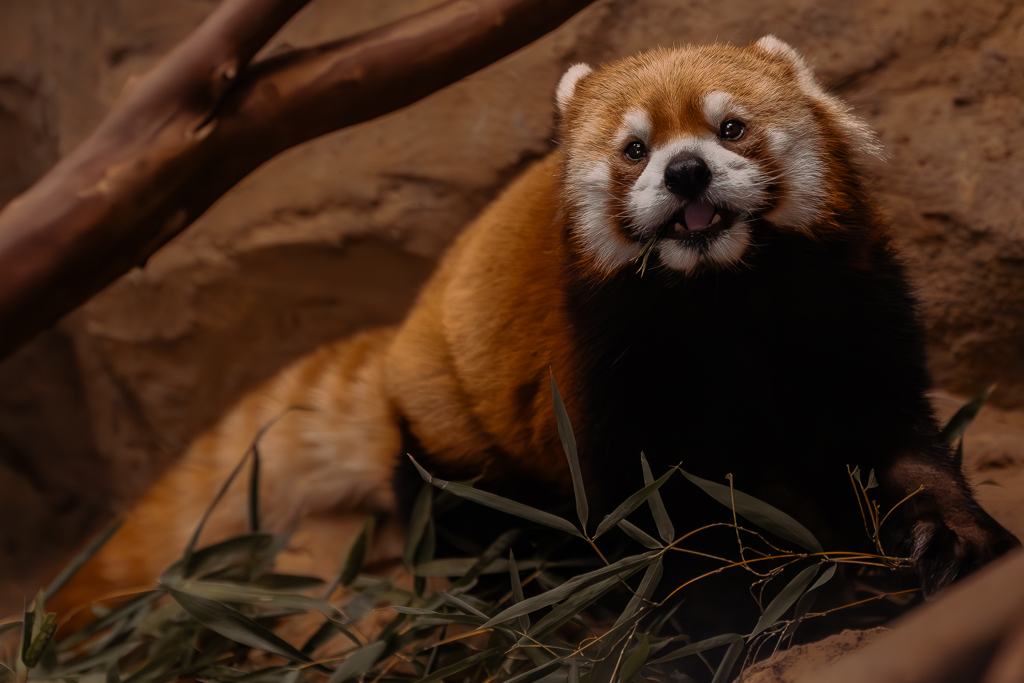 動物園の人気者　１１５