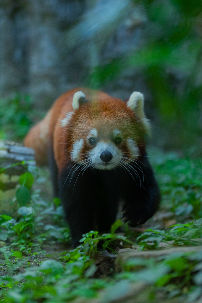 動物園の人気者　その３３