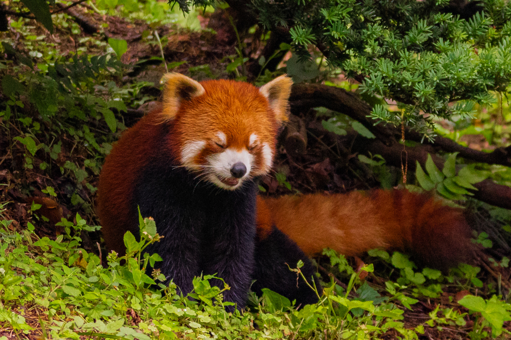 動物園の人気者　その１０
