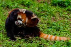 動物園の人気者　その４６