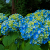 紫陽花は…夏の花