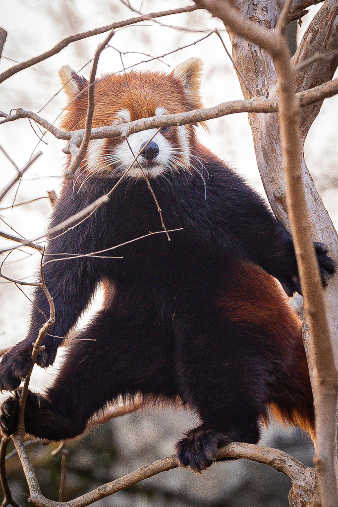 動物園の人気者　８０