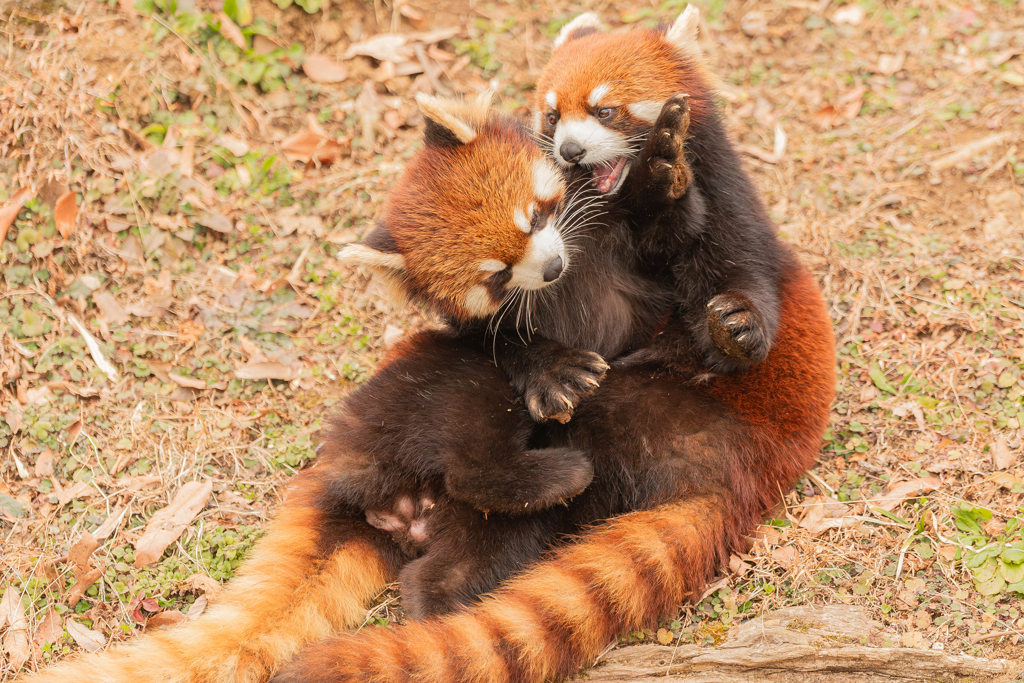 動物園の人気者　１１１