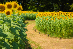 夏のイエローロード