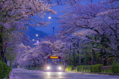 朝桜と朝バス
