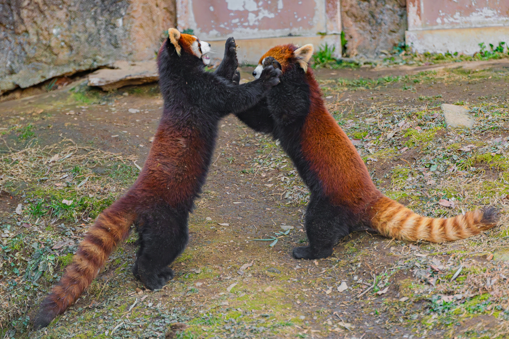 動物園の人気者　９０