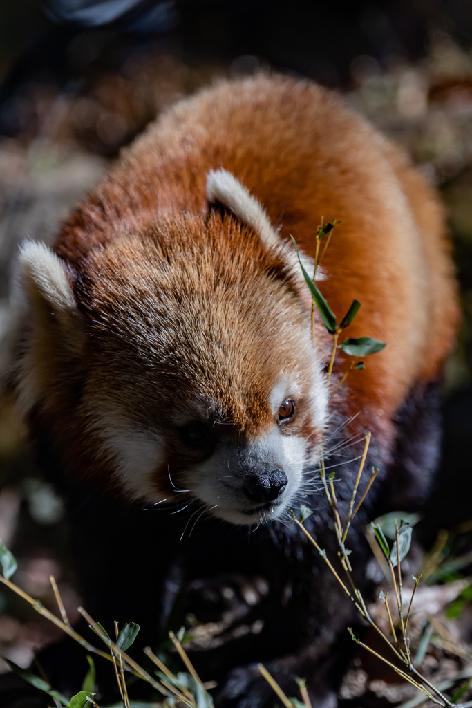動物園の人気者　その３
