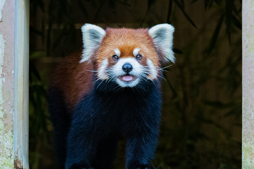 動物園の人気者　その１５