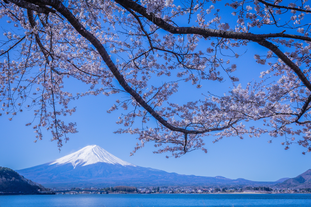 桜と富士