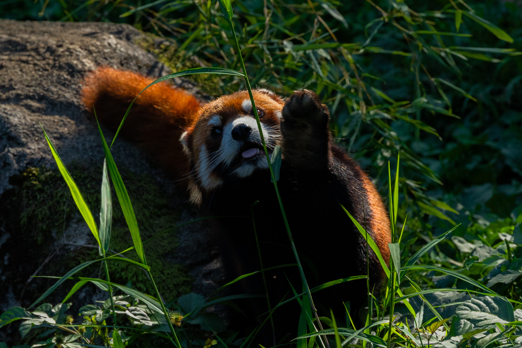 動物園の人気者　その３１