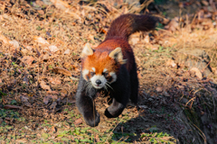 動物園の人気者　５９