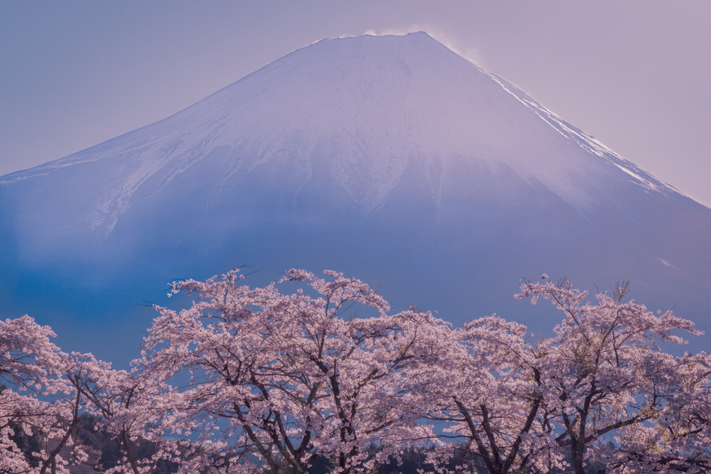 Fuji and Sakura