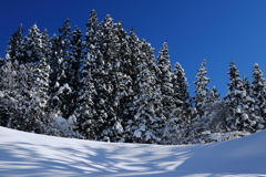 冬の杉林には白が似合う