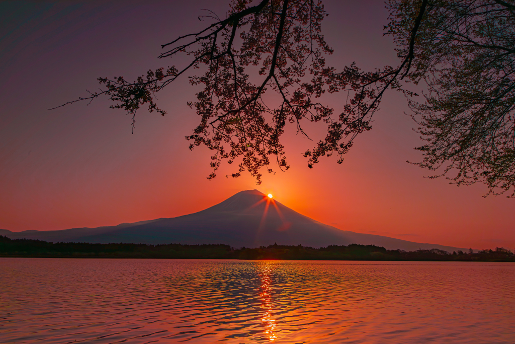 桜とダイヤ