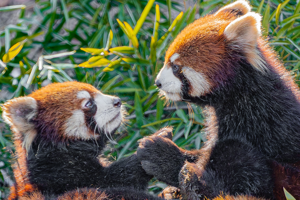動物園の人気者　６５