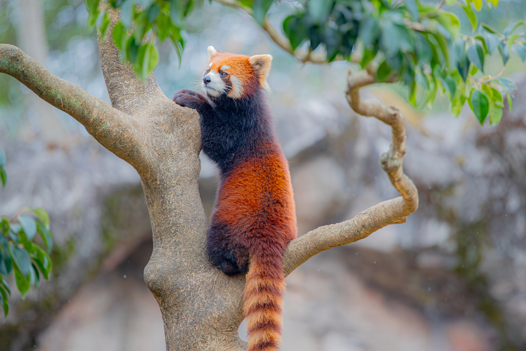 動物園の人気者　１１０