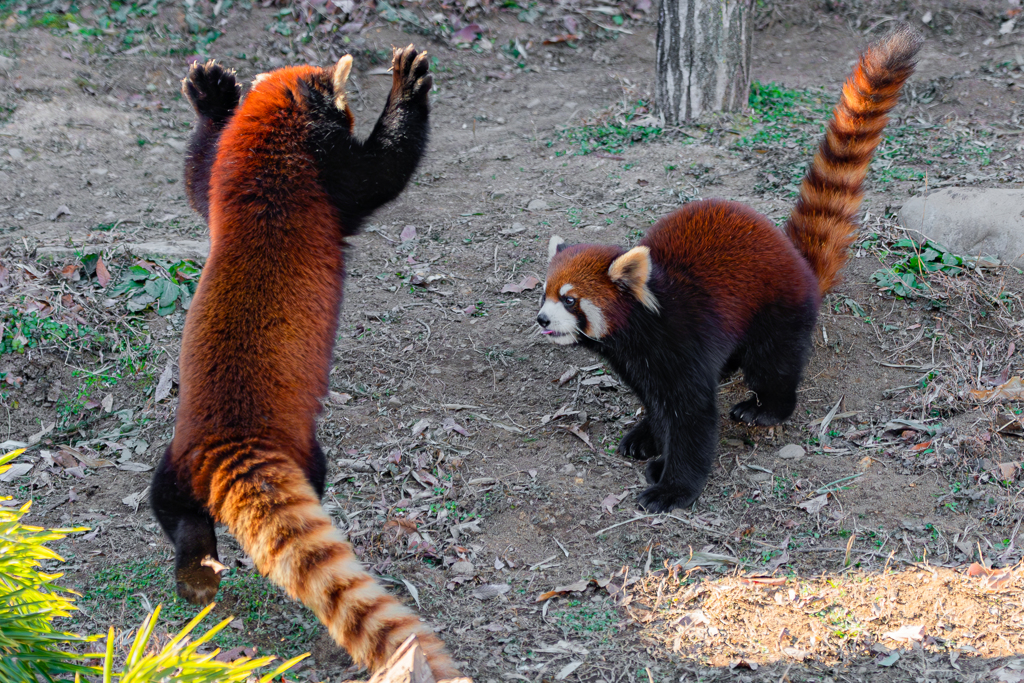 動物園の人気物　５４