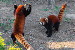 動物園の人気物　５４