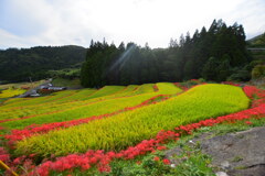 お彼岸棚田