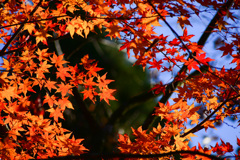 菊池渓谷　紅葉　その3