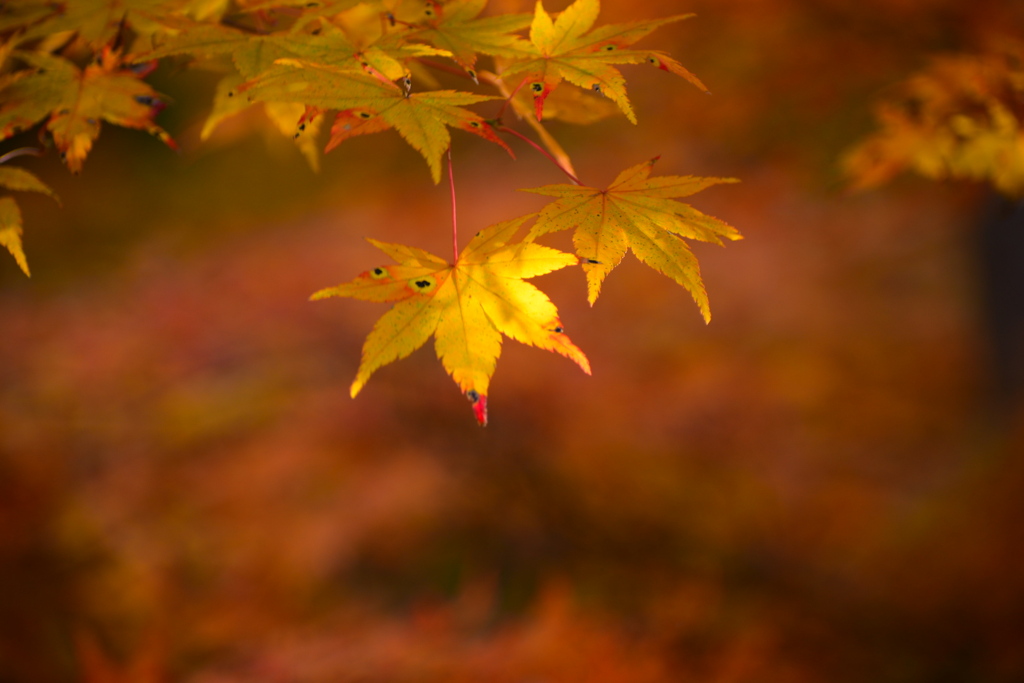 菊池渓谷　紅葉2