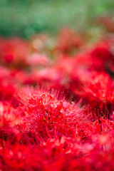 曼珠沙華2