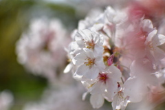 立派な花びら