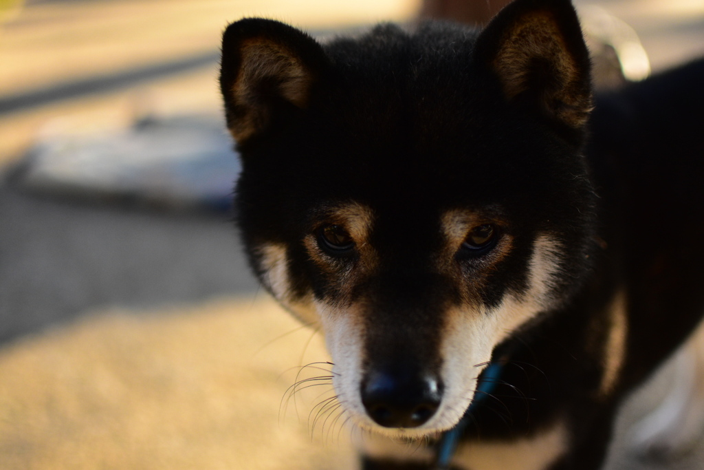 柴犬のポン太君