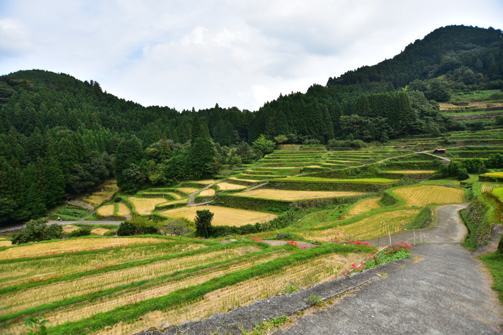 つづら棚田