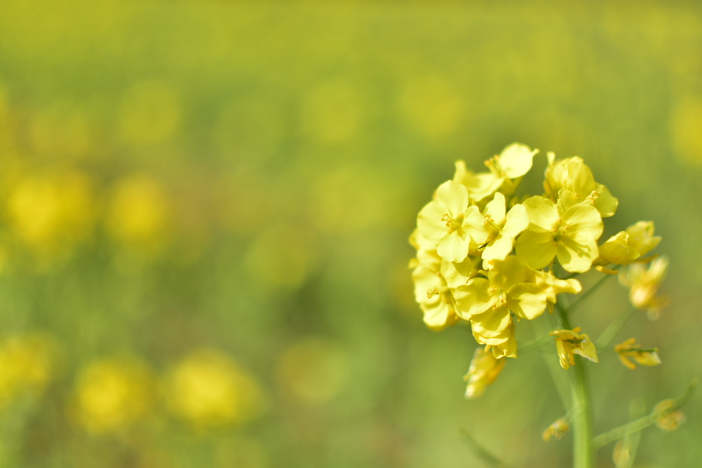 菜の花